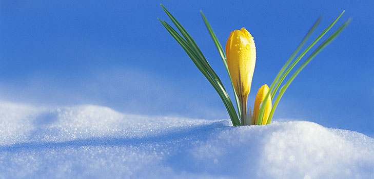 Samenstelling op het thema van de lente