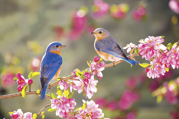 Samenstelling op het thema van de lente