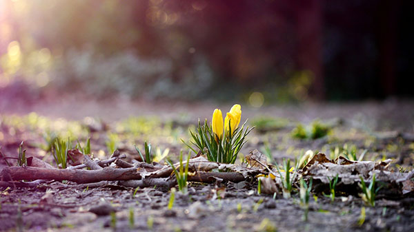Samenstelling op het thema van de lente