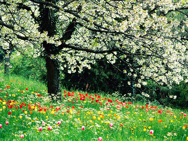 Samenstelling op het thema van de lente