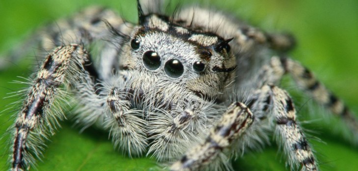grote spin