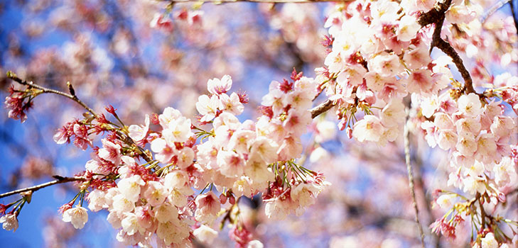 Gedichten over de lente van Russische dichters