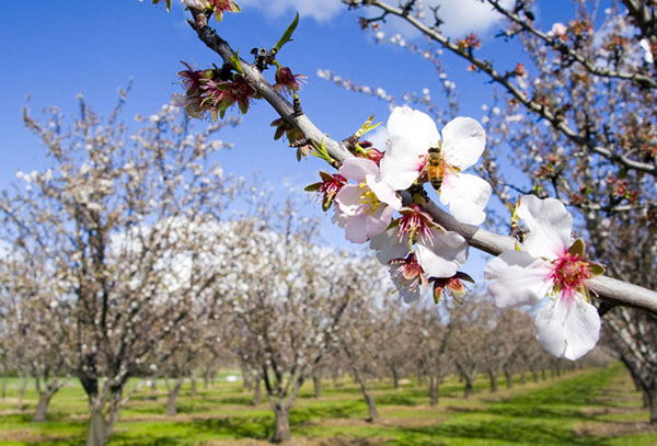 Gedichten over de lente van Russische dichters