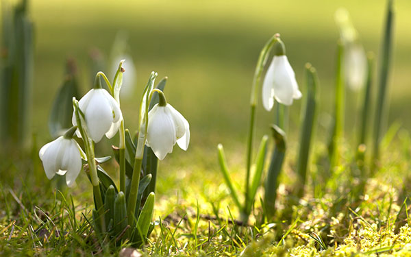 Gedichten over de lente van Russische dichters