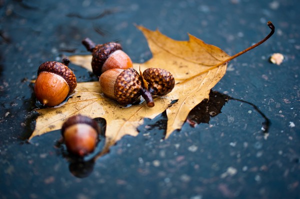 Korte en mooie gedichten over de herfst voor kinderen in de kleuterklas en op school