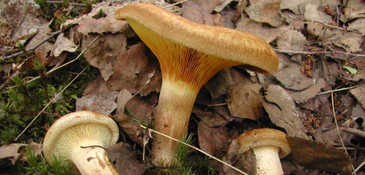 Varkens: eetbaar of niet?