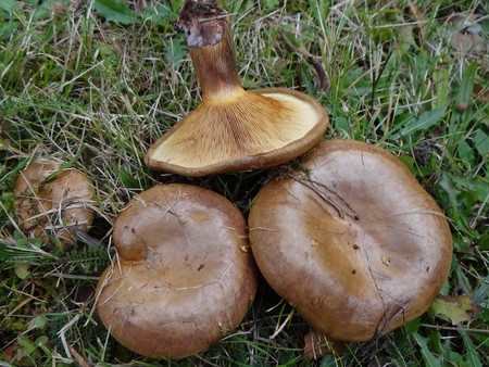 Varkens: eetbaar of niet?