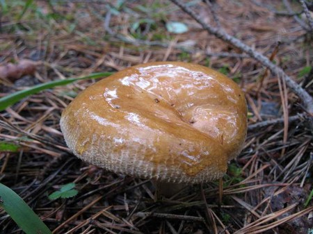 Varkens: eetbaar of niet?