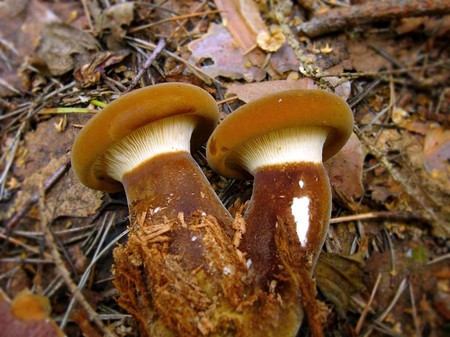 Varkens: eetbaar of niet?