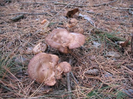 Svinushki: foto en beschrijving van paddenstoelen. Giftige of niet dikke, dunne varkens? Kan ik varkens eten?