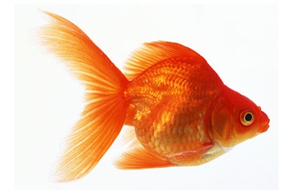 goudvis