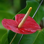 Anthurium zorgt thuis: wat als anthurium geel wordt?