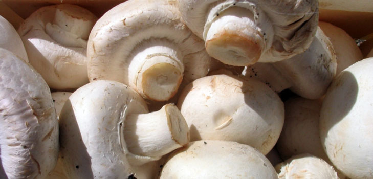 Groeiende champignons in huis