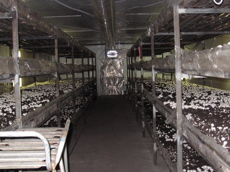 Groeiende champignons in huis