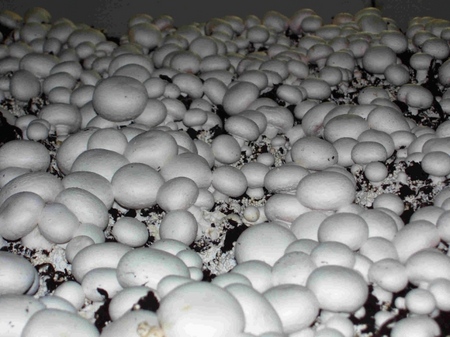 Groeiende champignons in huis