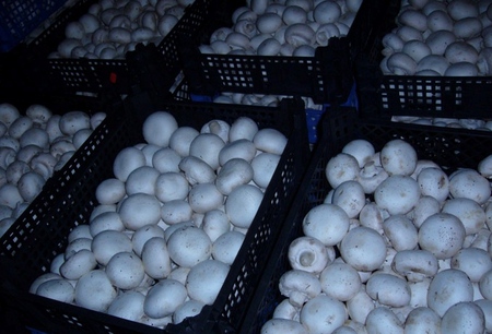 Groeiende champignons in huis