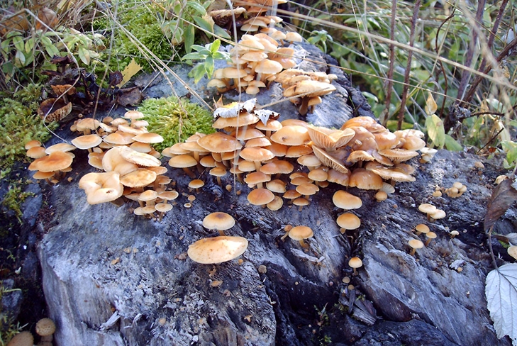 Giftige paddestoelen: valse honingsplaatzwammen, foto