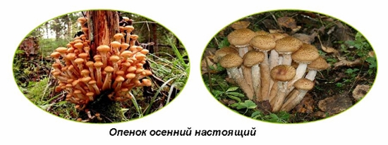 Giftige paddestoelen: valse honingsplaatzwammen, foto