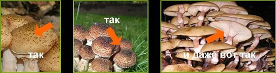 Giftige paddestoelen: valse honingsplaatzwammen, foto