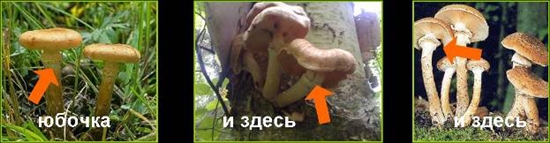 Giftige paddestoelen: valse honingsplaatzwammen, foto