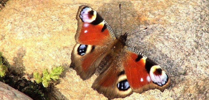 Wat is een levende en levenloze natuur