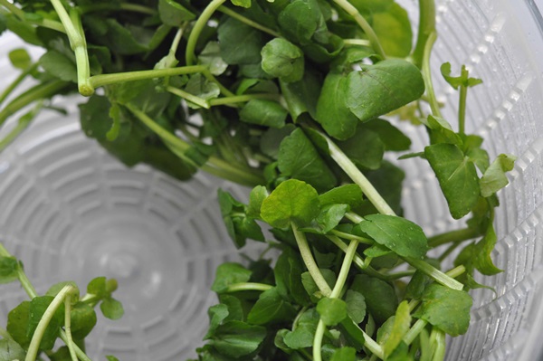 Wat om van honing te koken?