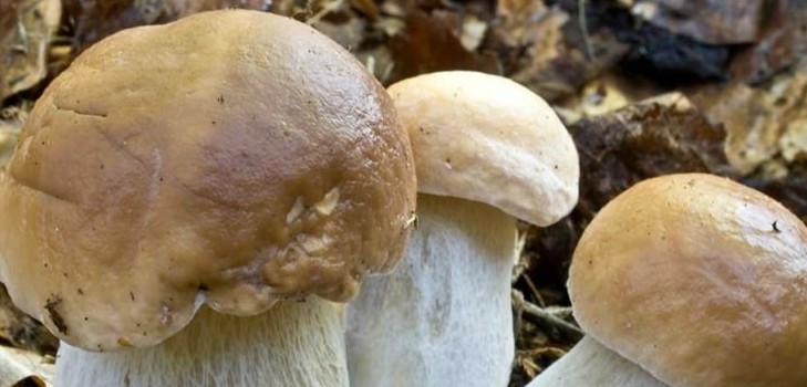 Hoe witte champignons koken voor soep en conserveren