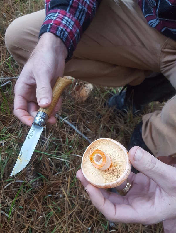 Hoe paddestoelen te plukken
