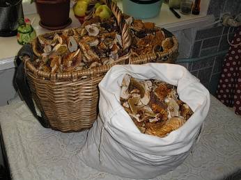 Hoe paddestoelen in het huis te drogen