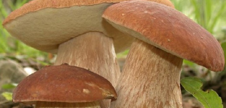 Hoe witte paddestoelen te bevriezen om te bewaren voor een lange tijd