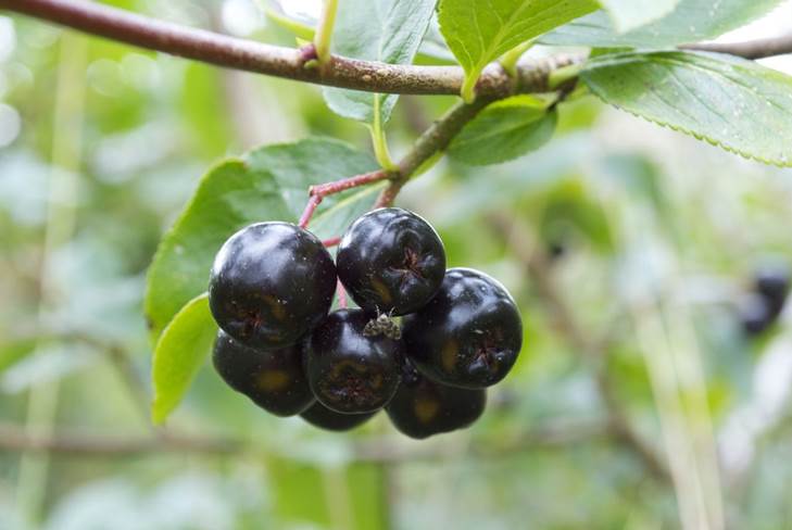 Zelfgemaakte wijn van appelbes maken thuis 
