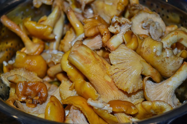 Hoe cantharellen in een koekenpan te koken