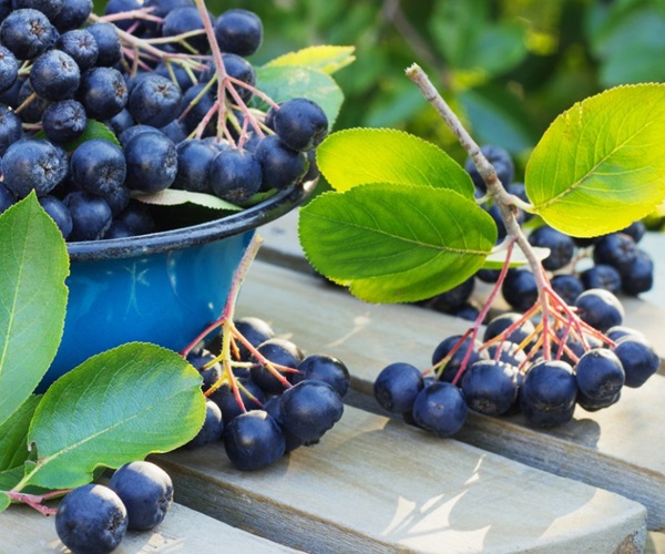 Compote van appelbes