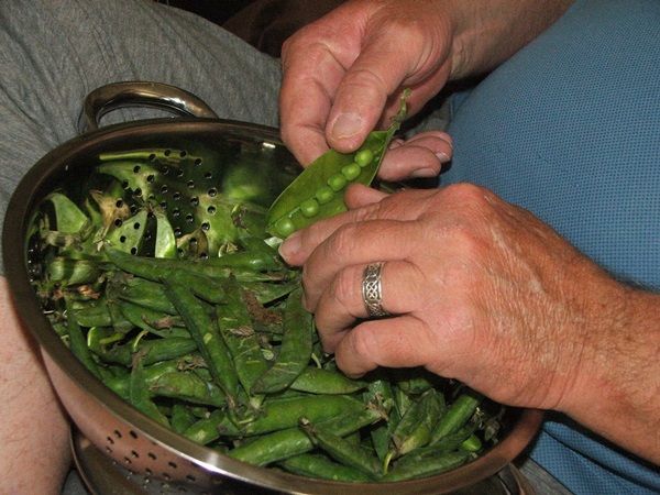 Groene erwten, ingeblikt voor de winter thuis