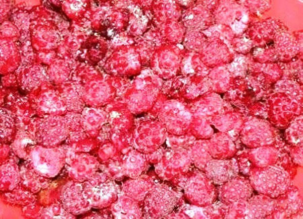 Frambozen met suiker voor de winter zonder te koken, Pyatiminutka, in de vriezer. Recept voor verse frambozen, geraspt met suiker