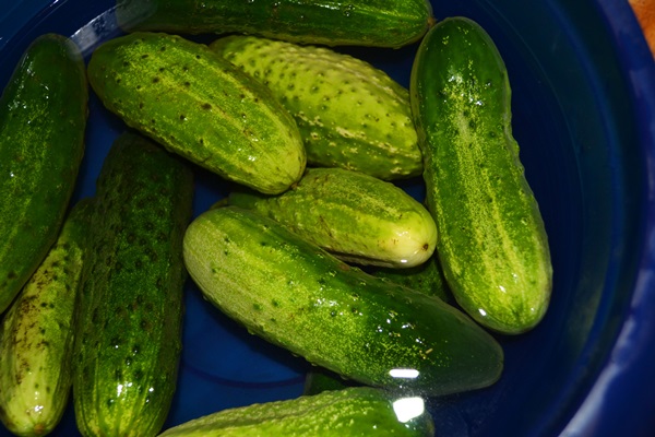 Krokante, lichtgezouten komkommer in een pan