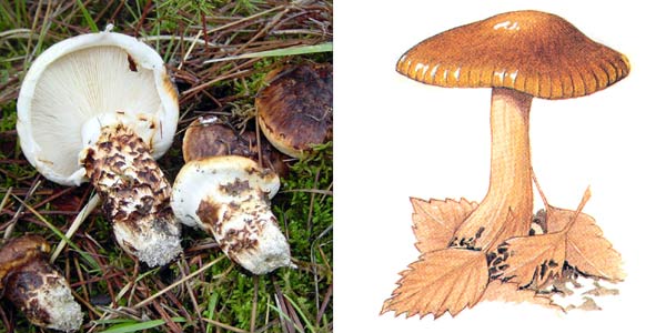 Gemarineerde roeiers