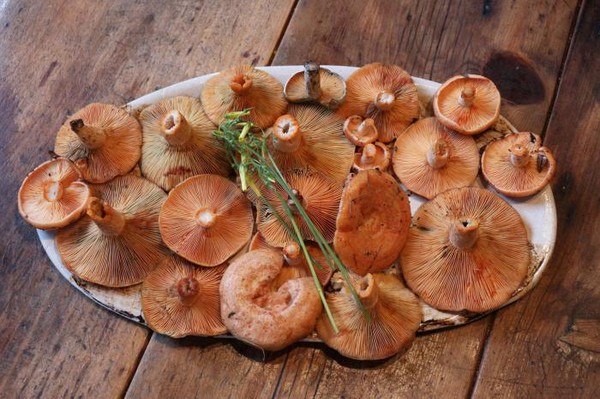 Rozhiki voor de winter - recepten voor invriezen, beitsen