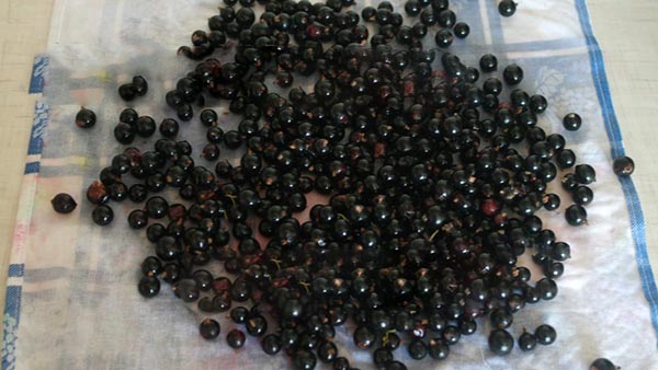 Bes met suiker voor de winter zonder te koken, Pyatiminutka, bevroren. Bes recept, geraspt met suiker voor de winter (zonder koelkast)