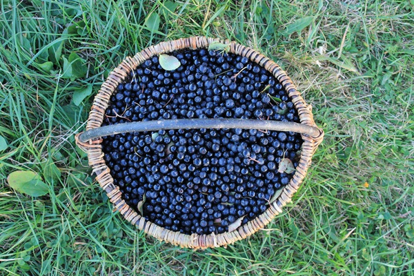 Jam van zwarte appelbes