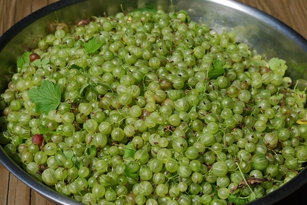 Recepten van jam uit kruisbessen