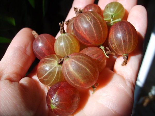 Recepten van jam uit kruisbessen