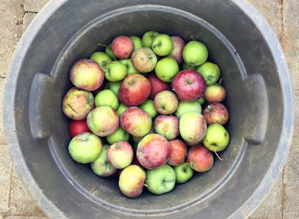 Zelfgemaakte wijn van appels