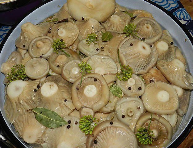 Koude manier om de paddenstoelen te oogsten