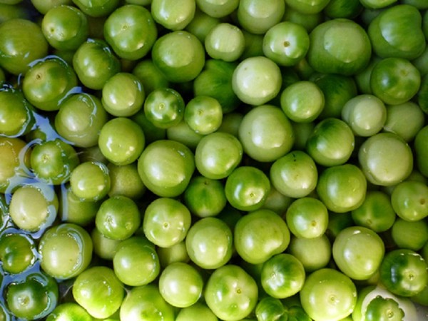 Groene tomaten, recepten voor de winter. Hoe groene tomaten te koken - gebeitst, gepekeld, Koreaans