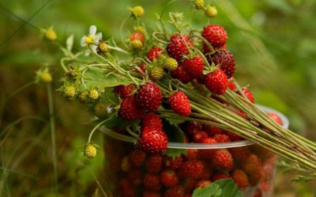Aardbeienjam is een remedie tegen verkoudheid