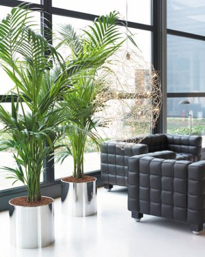 Binnenlandse fytodesign Binnenlandse fytodesign
