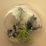 Florarium: de originele inrichting van uw interieur Florarium: de originele inrichting van uw interieur