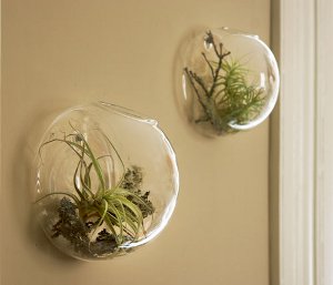 Florarium: de originele inrichting van uw interieur Florarium: de originele inrichting van uw interieur