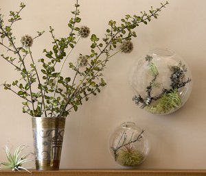 Florarium: de originele inrichting van uw interieur